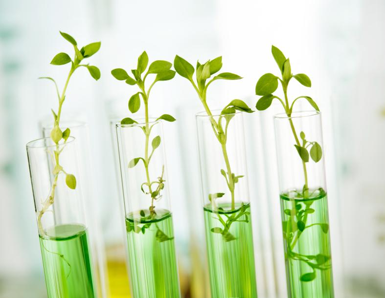 plants experiment